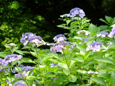 都筑中央公園のばじょうじ谷戸
