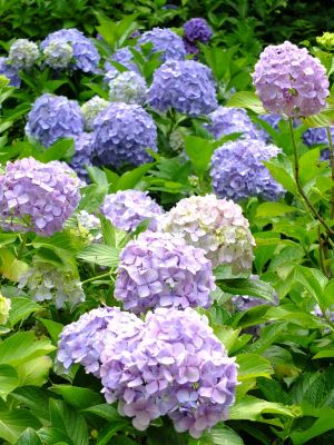 都筑中央公園のばじょうじ谷戸
