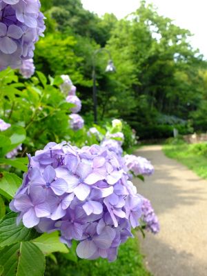 都筑中央公園のばじょうじ谷戸
