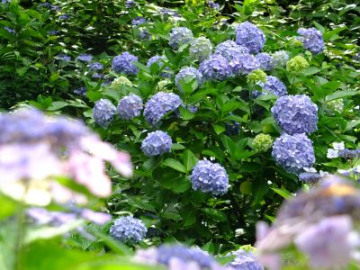都筑中央公園のばじょうじ谷戸
