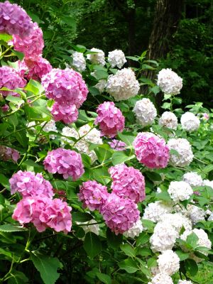 都筑中央公園のばじょうじ谷戸
