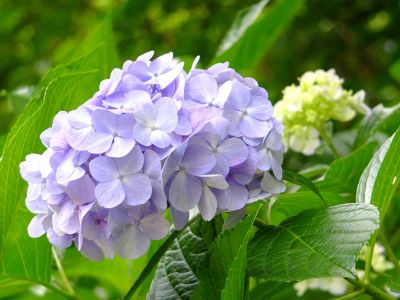 都筑中央公園のばじょうじ谷戸
