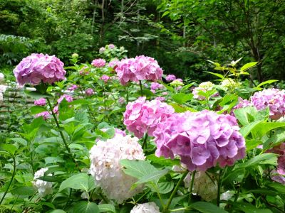 都筑中央公園のばじょうじ谷戸
