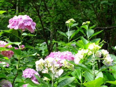 都筑中央公園のばじょうじ谷戸
