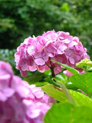 都筑中央公園のばじょうじ谷戸
