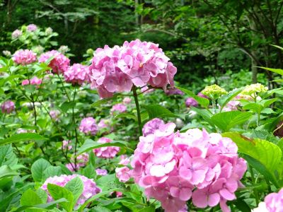 都筑中央公園のばじょうじ谷戸
