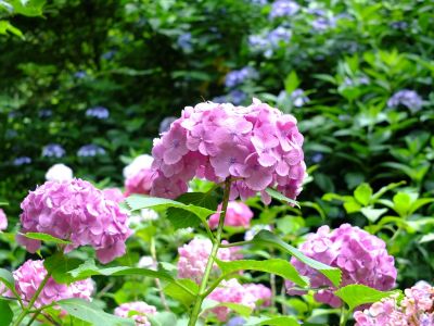 都筑中央公園のばじょうじ谷戸
