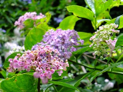 都筑中央公園のばじょうじ谷戸
