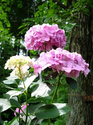 都筑中央公園のばじょうじ谷戸
