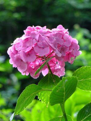 都筑中央公園のばじょうじ谷戸
