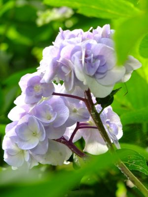 都筑中央公園のばじょうじ谷戸
