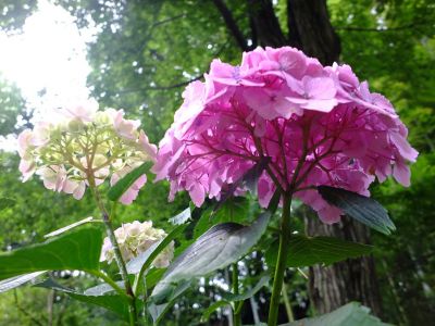 都筑中央公園のばじょうじ谷戸
