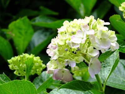 都筑中央公園のばじょうじ谷戸
