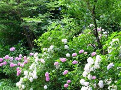 都筑中央公園のばじょうじ谷戸
