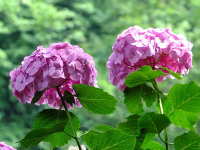 都筑中央公園のばじょうじ谷戸
