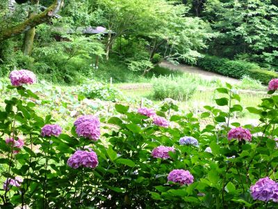 都筑中央公園のばじょうじ谷戸
