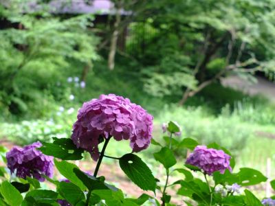 都筑中央公園のばじょうじ谷戸
