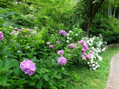 都筑中央公園のばじょうじ谷戸
