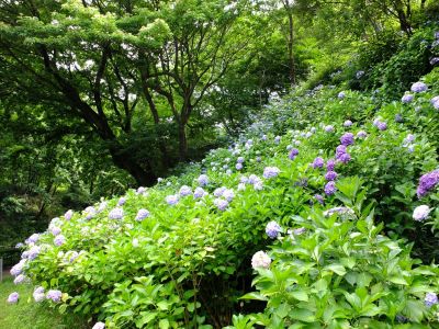都筑中央公園のばじょうじ谷戸
