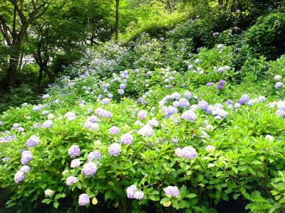 都筑中央公園のばじょうじ谷戸
