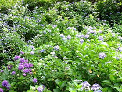 都筑中央公園のばじょうじ谷戸

