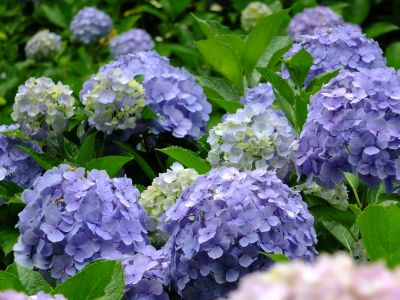 都筑中央公園のばじょうじ谷戸
