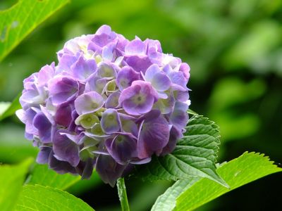 都筑中央公園のばじょうじ谷戸
