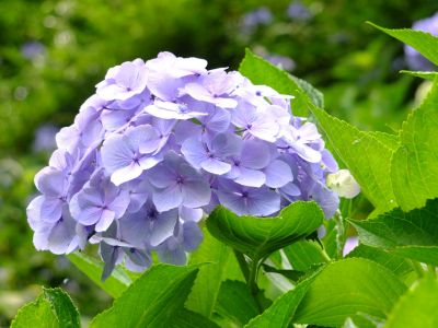 都筑中央公園のばじょうじ谷戸
