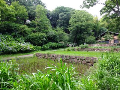 都筑中央公園のばじょうじ谷戸
