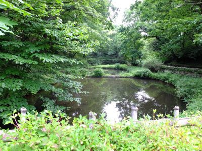 都筑中央公園のばじょうじ谷戸
