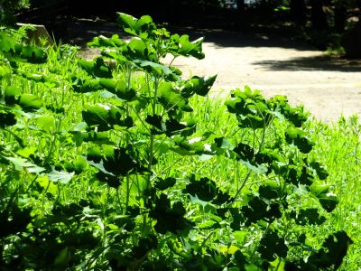 大塚・歳勝土遺跡公園
