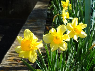 江田駅前の水仙
