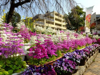 花のある商店街（荏田近隣センター）
