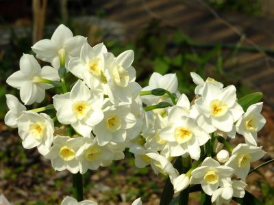 花のある商店街（荏田近隣センター）
