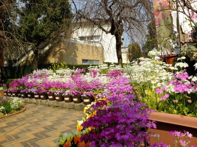 花のある商店街（荏田近隣センター）
