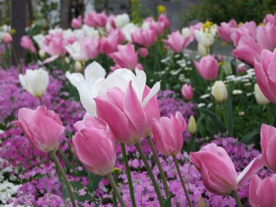 花のある商店街荏田近隣センター
