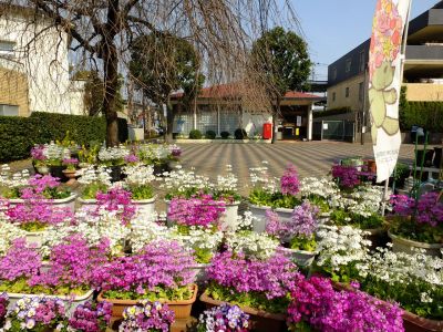 花のある商店街（荏田近隣センター）
