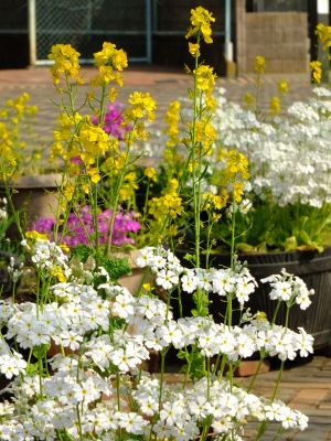 花のある商店街（荏田近隣センター）
