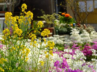 花のある商店街（荏田近隣センター）
