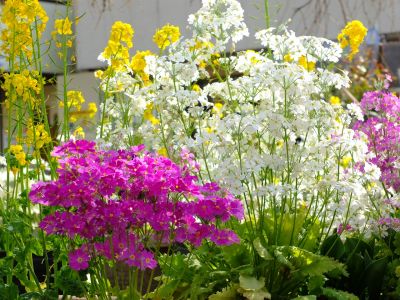 花のある商店街（荏田近隣センター）
