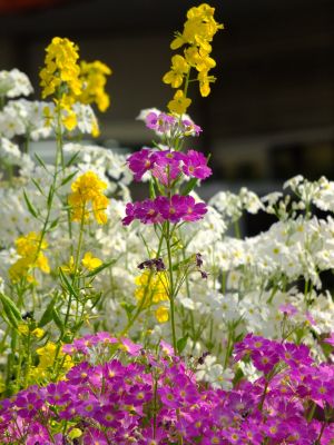 花のある商店街（荏田近隣センター）
