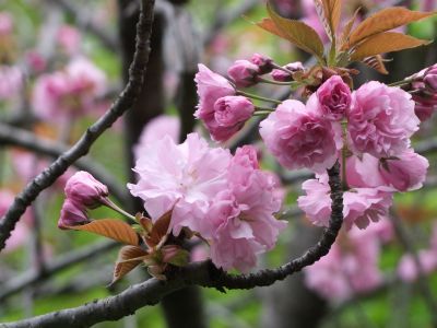 ささぶねの道（八重桜）
