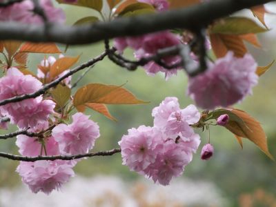 ささぶねの道（八重桜）
