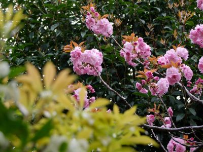 ささぶねの道（八重桜）
