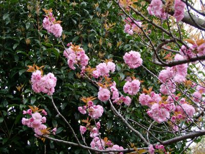 ささぶねの道（八重桜）
