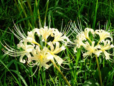 荏田南5丁目の曼珠沙華
