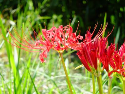 荏田南5丁目の曼珠沙華
