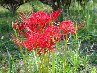 荏田南5丁目の曼珠沙華
