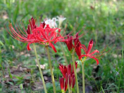 荏田南5丁目の曼珠沙華

