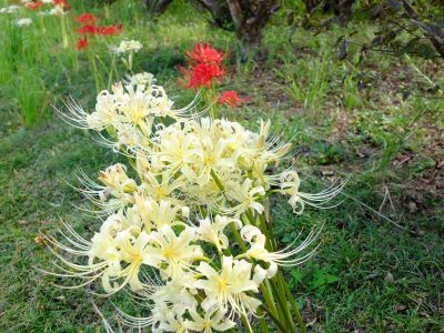 荏田南5丁目の曼珠沙華
